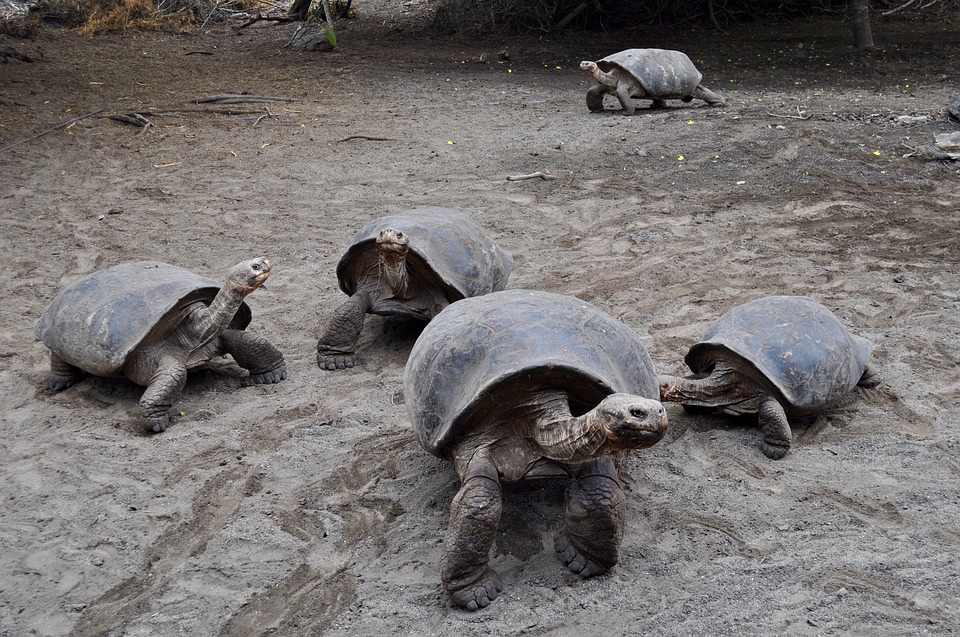 Tortue sulcata adulte au village des tortues de Gonfaron