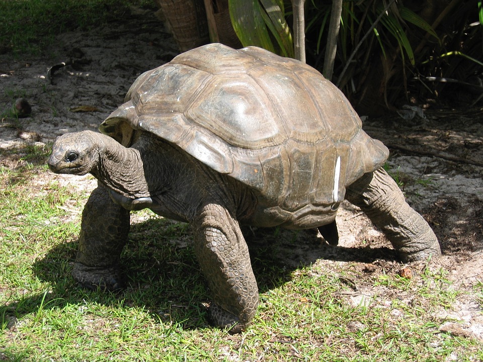 carapace_tortue