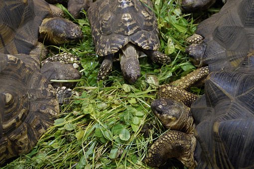 reproduction-tortue