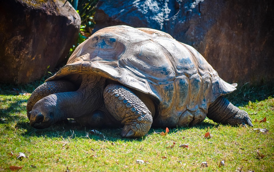 Interdiction de ramasser et capturer des tortue hermann dans leur milieu naturel