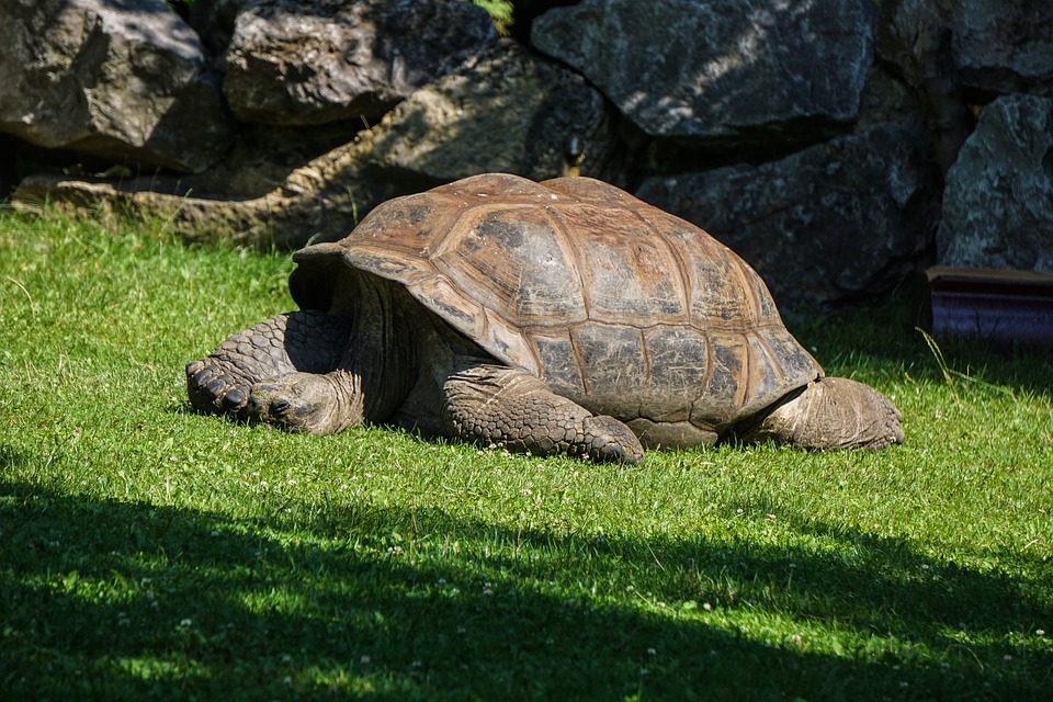 tortue de terre, tortue d'eau et tortue palustre