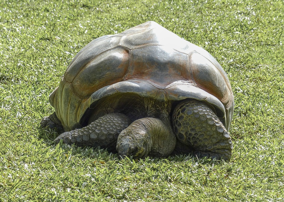 La tortue Hermann dans le massif des Maures en France