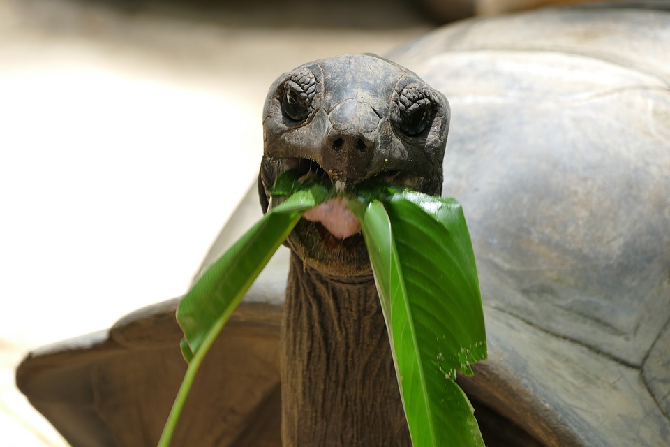 Livre tortue hermann pour apprendre à les élever