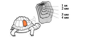 Calculer l'age d'une tortue d'hermann