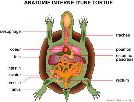 Biologie interne et organes de la tortue de terre