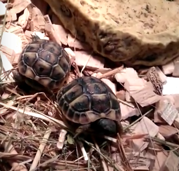 Bébé tortue hermann en terrarium pour tortue