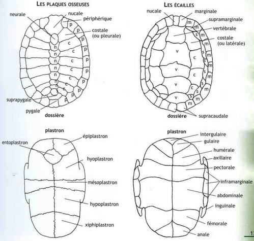 Carapace et écaille de la tortue de terre