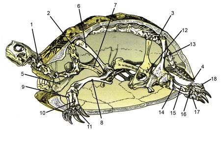 Morphologie, squelette et biologie interne de la tortue de terre