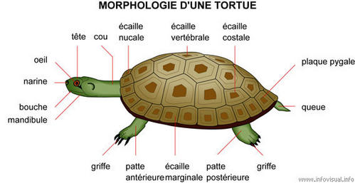 morphologie de la tortue de terre