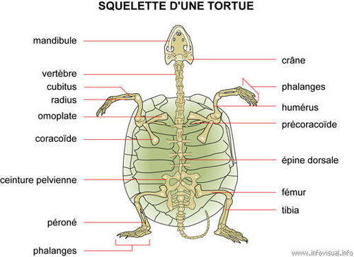 squelette tortue de terre