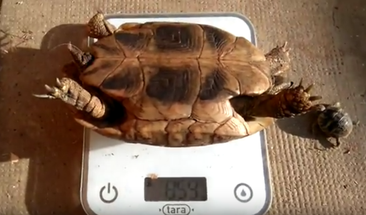 Peser une tortue d'hermann pour vérifier si en bonne santé