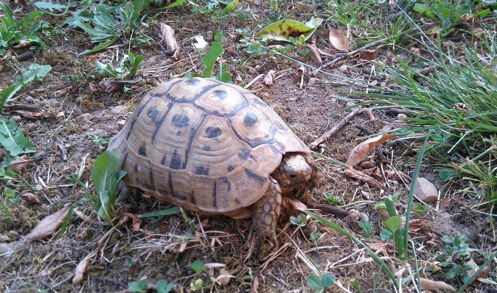 Testudo Graeca en pleine nature