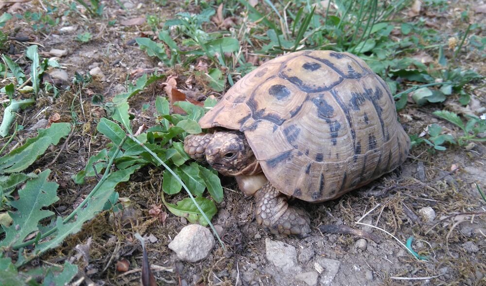 La tortue, un compagnon tranquille