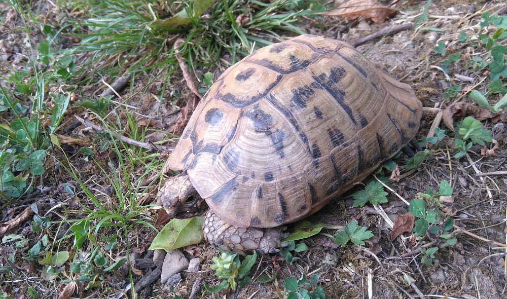 Tortue où vas-tu?