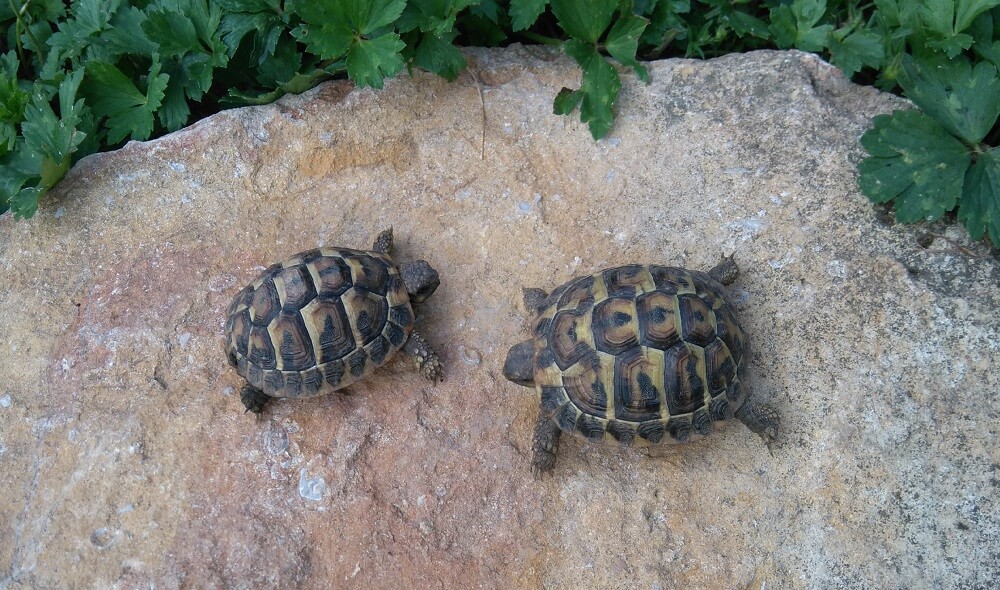 Deux jeunes tortues hermanni