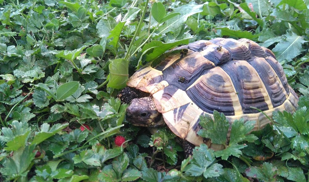 Une tortue de terre, ca mange quoi ?