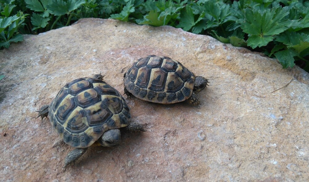 <a href='incuber-des-oeufs-de-tortue-les-10-points-imperatifs-a-suivre'>Comment avoir des bébés tortues?</a>