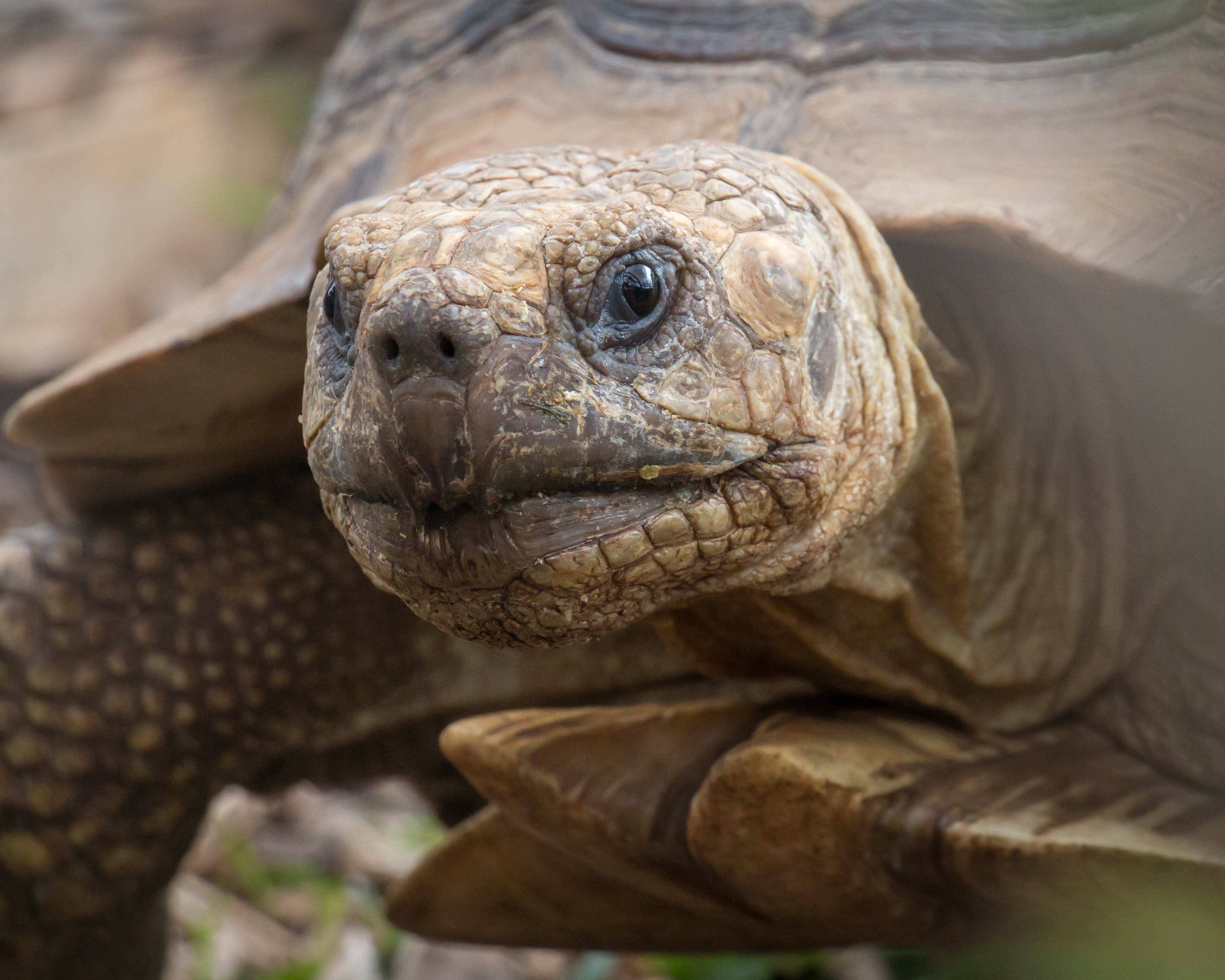 Tortue Léopard et tortue de terre