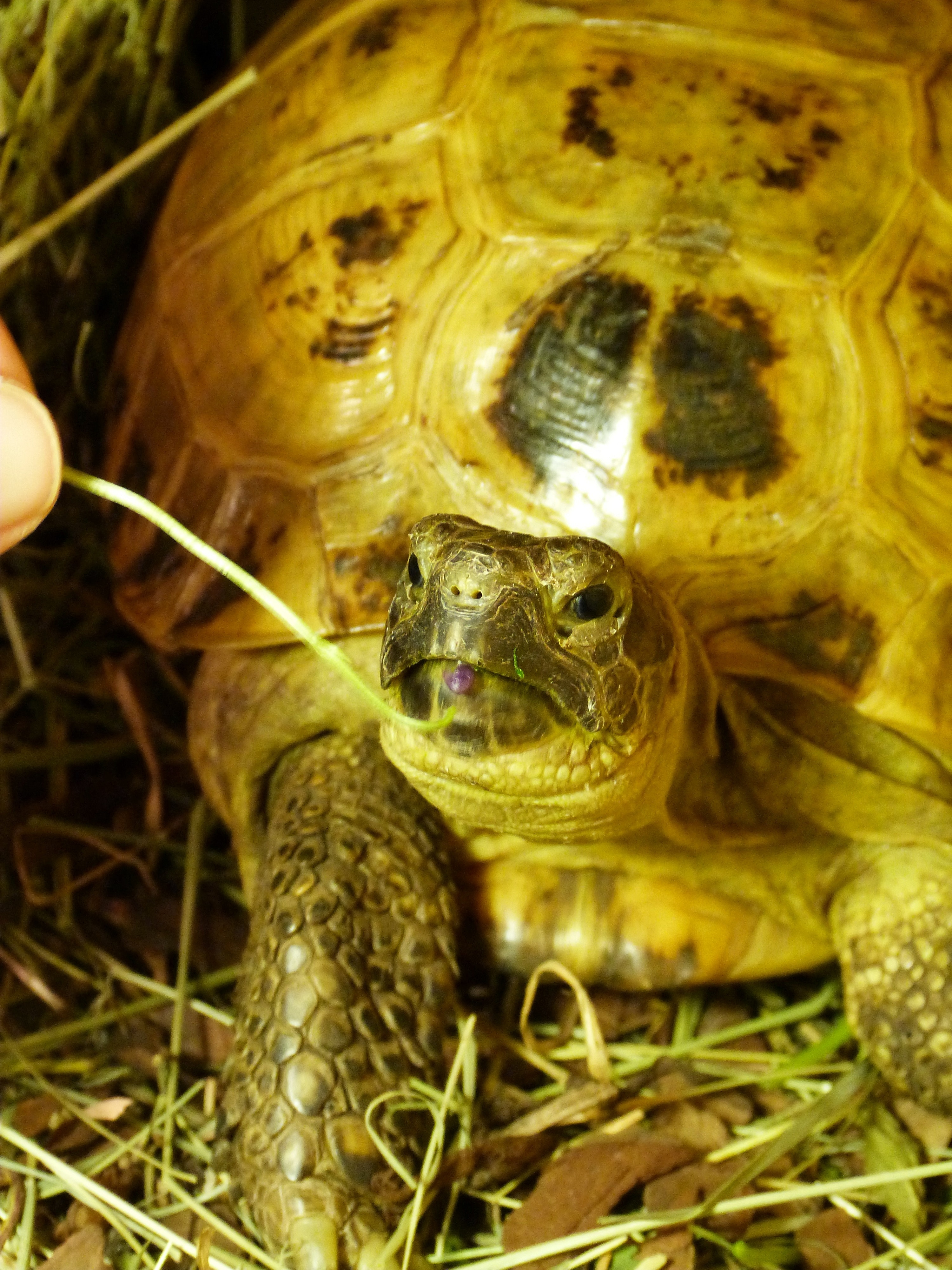 tortue aux pattes rouges d'Amérique