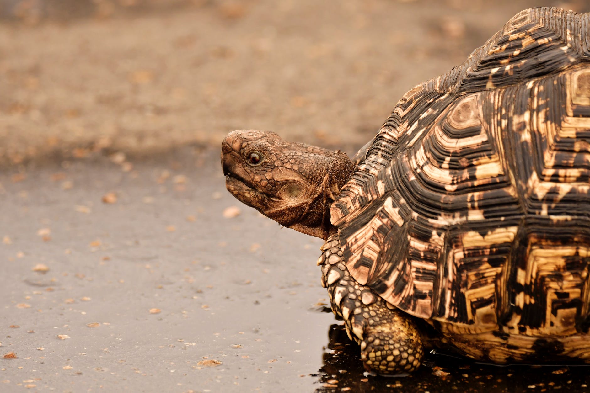 Hibernation des tortues de terre juvénile et bébé