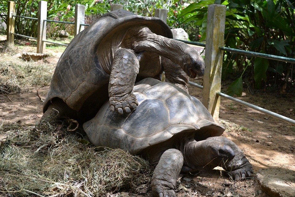 Accouplement et reproduction de la tortue hermann