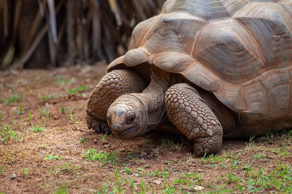 tortue hermann et carapace tobleronne