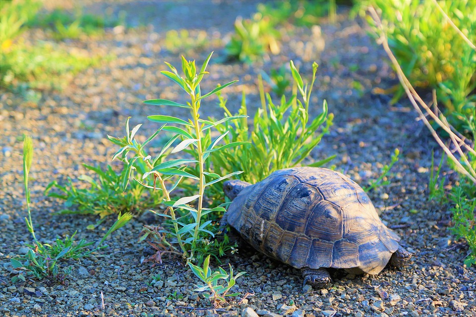 Symbolique de la tortue dans le monde