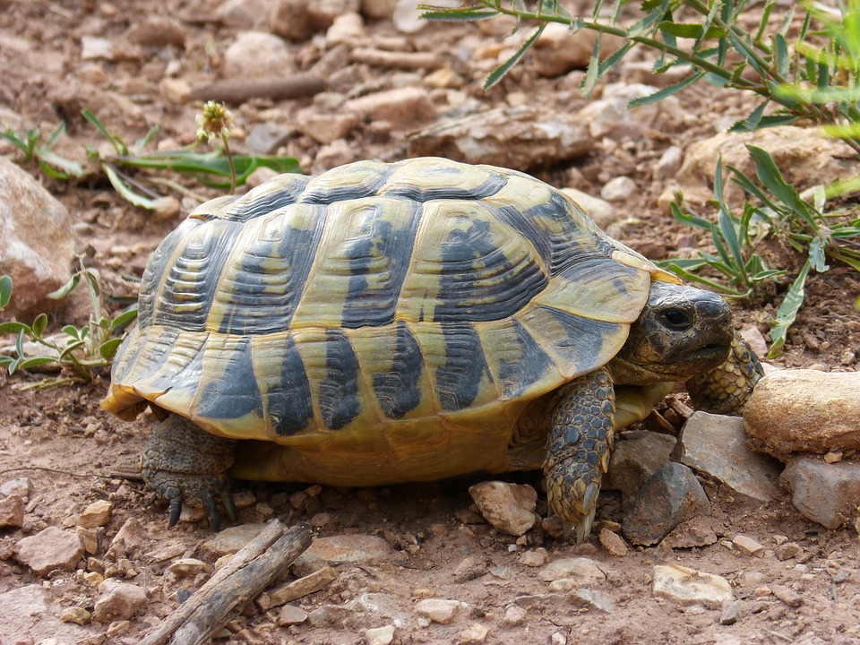 Tortue d'Hermann blessé et soignée suite à l'attaque d'un prédateur