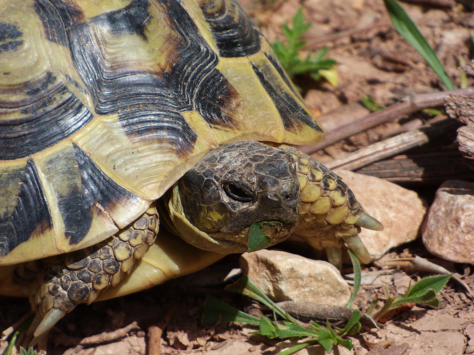 Cabinet vétérinaire tortue hermann et tortue terrestre