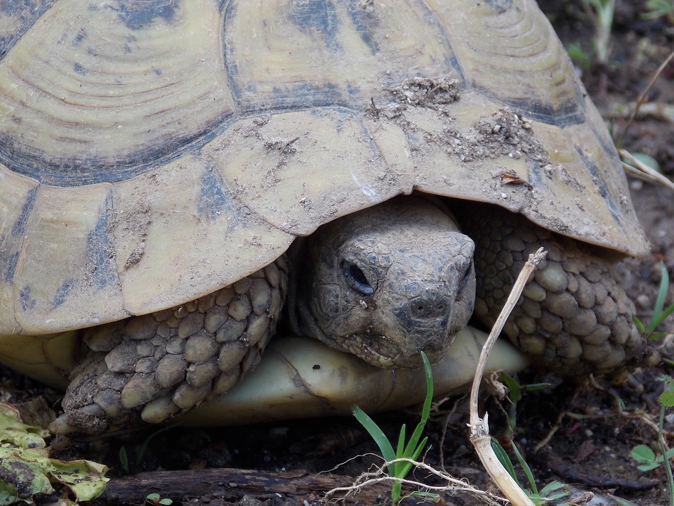 Indotestudo elongata ou tortue de terre à tête jaune