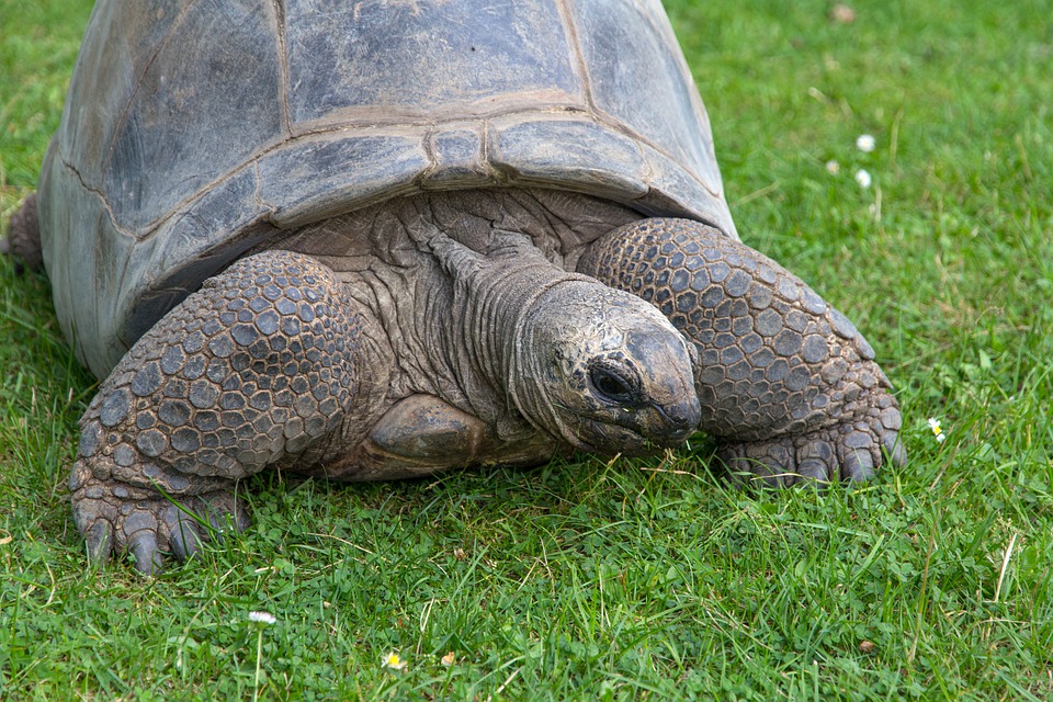 Acheter une tortue d'Hermann chez un éleveur plutot que dans une annonce tortue de terre