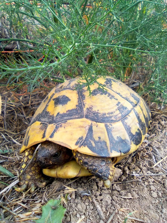 Où acheter une tortue terrestre ?