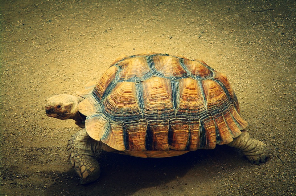 Eleveur tortue hermann