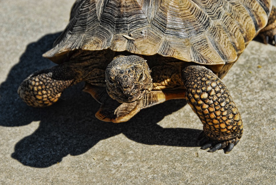 La reproduction des tortues