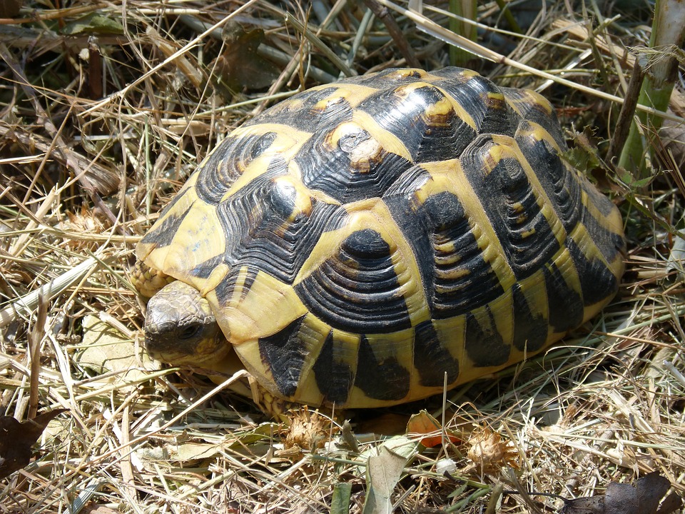 tortue d'hermann dans incendie