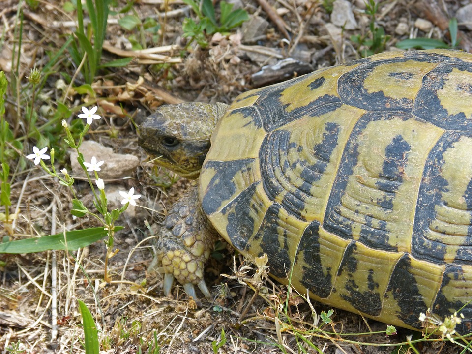 Caca et urine de tortue