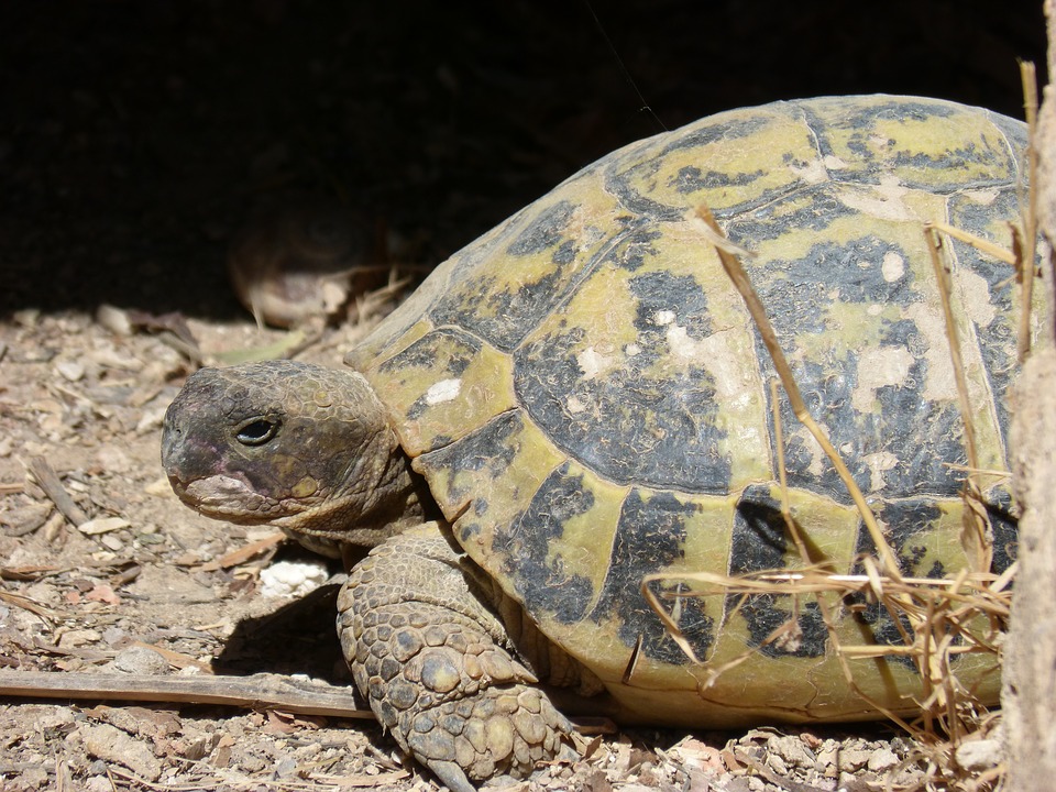 tortue obèse