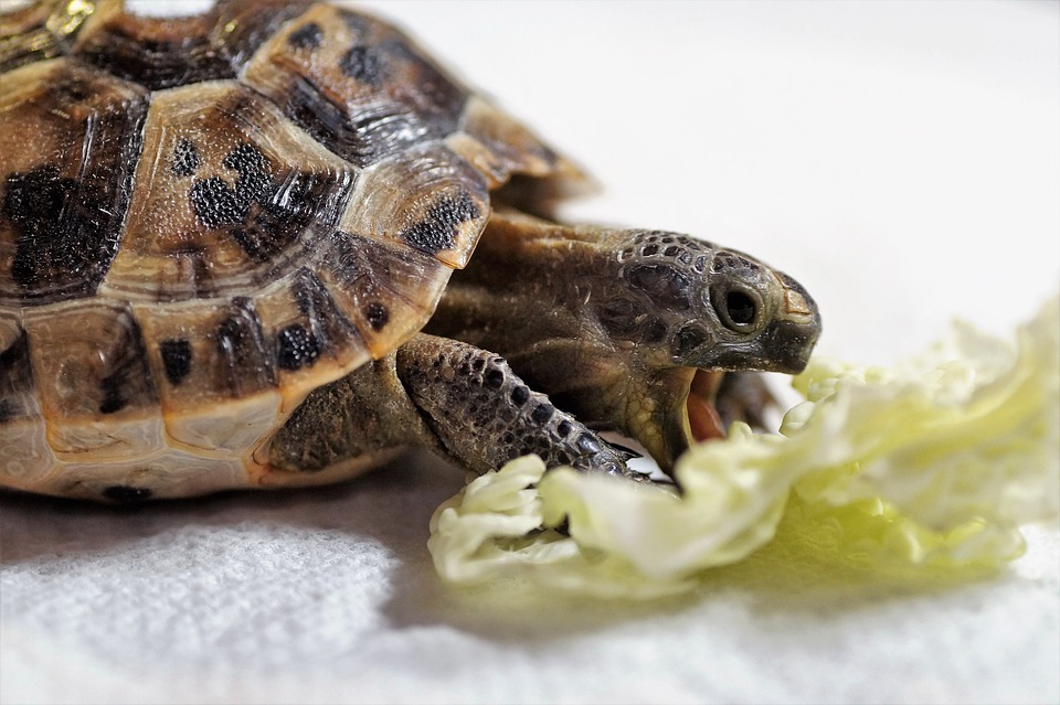 Course du lièvre et de la tortue