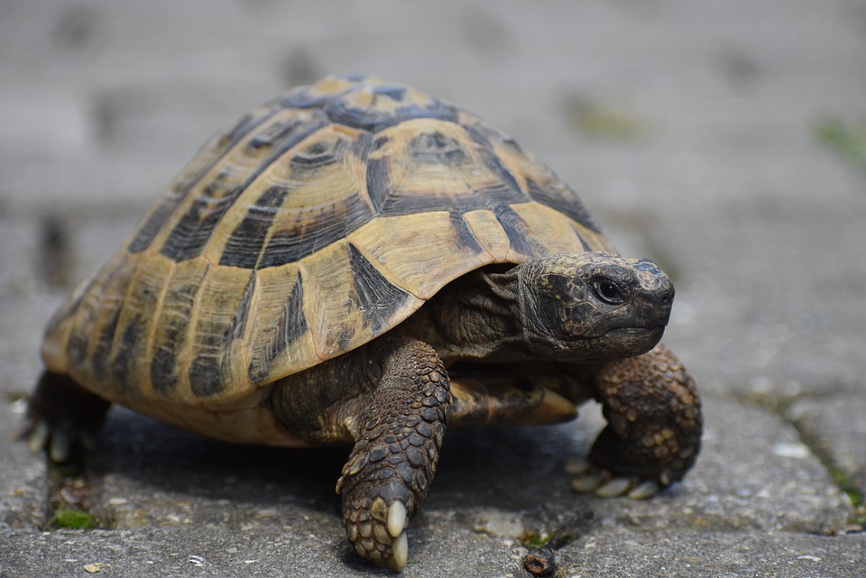 Tortue terrestre Homopus areolatus