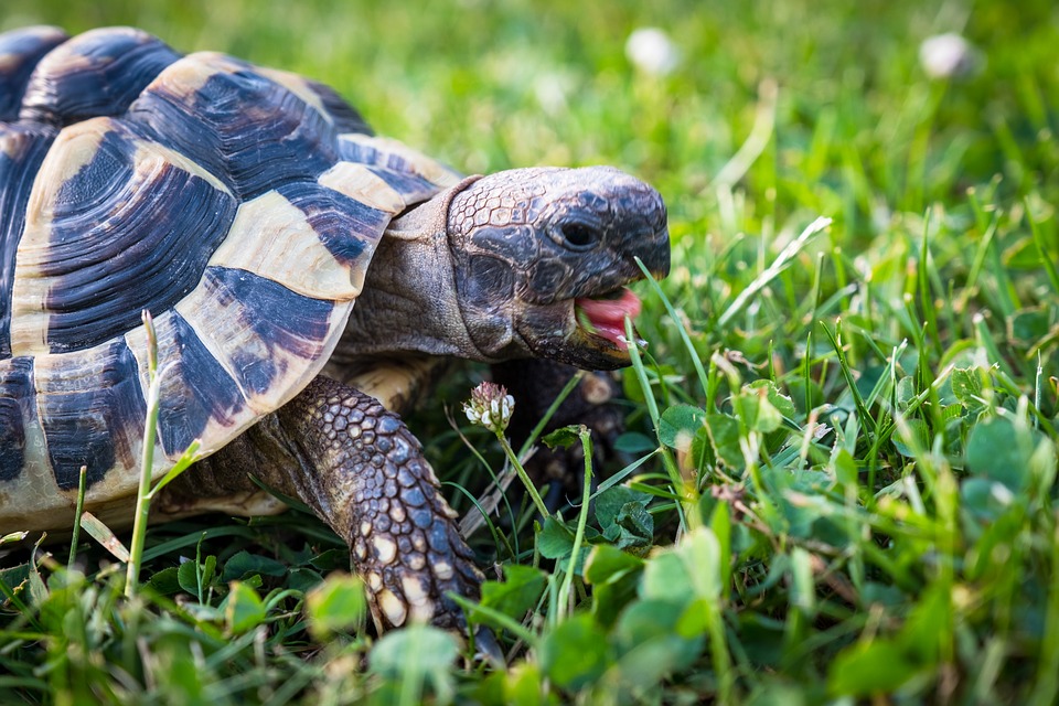 bave ou bulle au nez de la tortue terrestre hermann et graeca