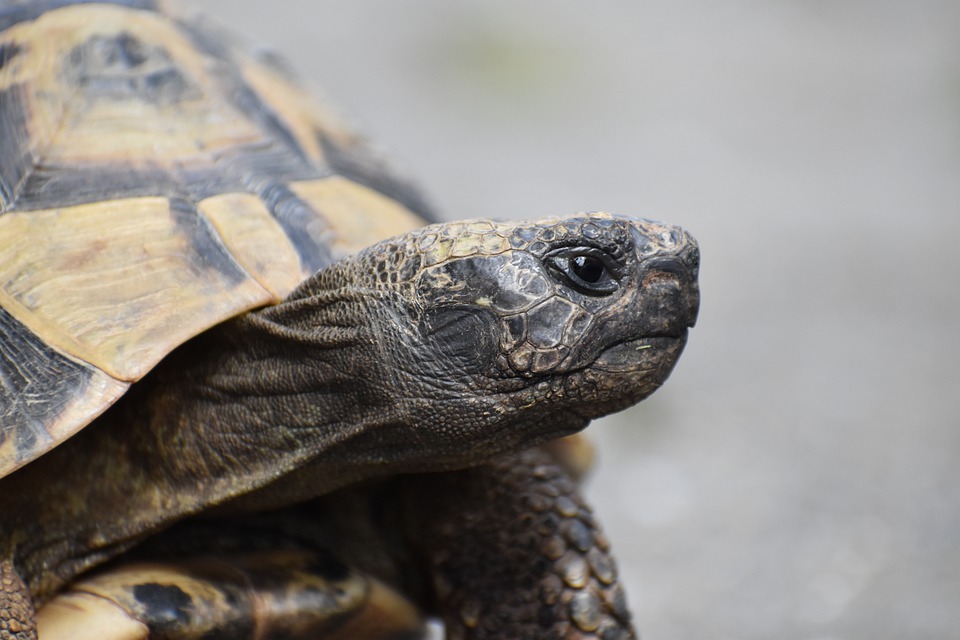 Serpent qui mange une tortue terrestre