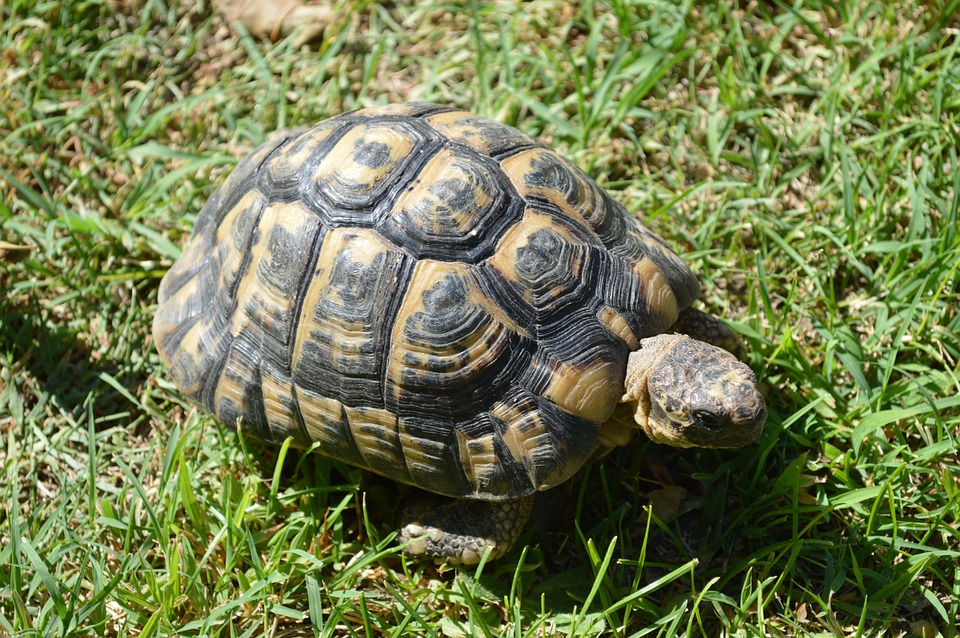 Tortue terrestre Manouria impressa