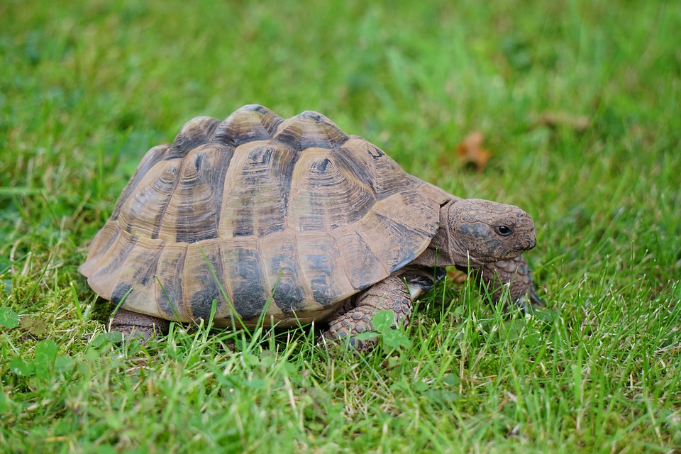 Bien nourrir ses tortues de terre