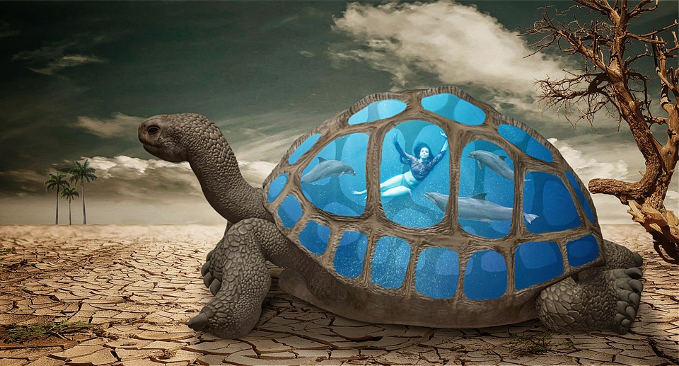 Tortue terrestre