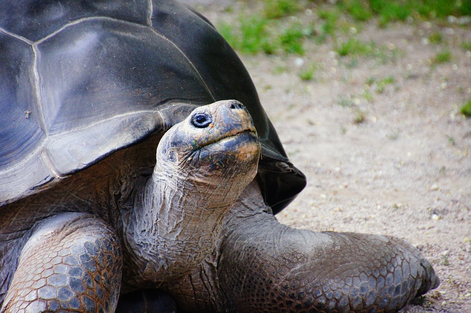 hibernation de la tortue d'hermann et tortue graeca