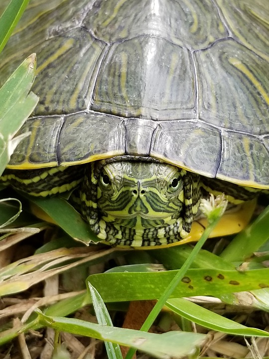 A quel age commence la reproduction des tortues terrestres ?