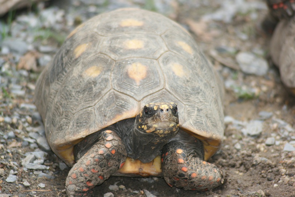 hibernation tortue terrestre