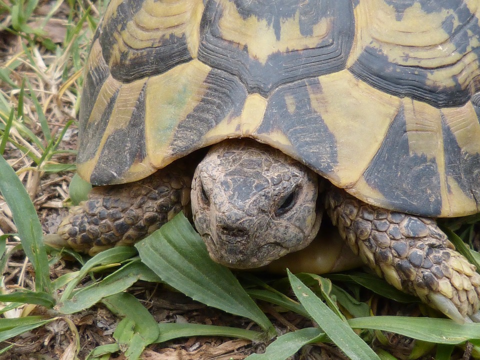 marquage par puce électronique d'une tortue d'Hermann