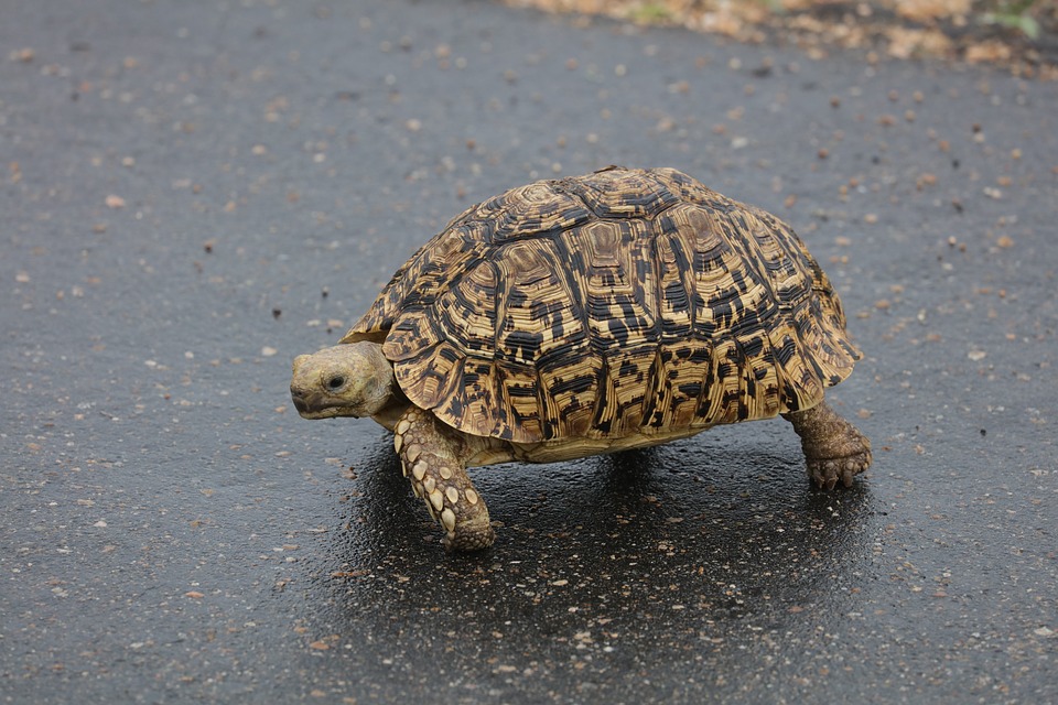 Ponte tortue hermann