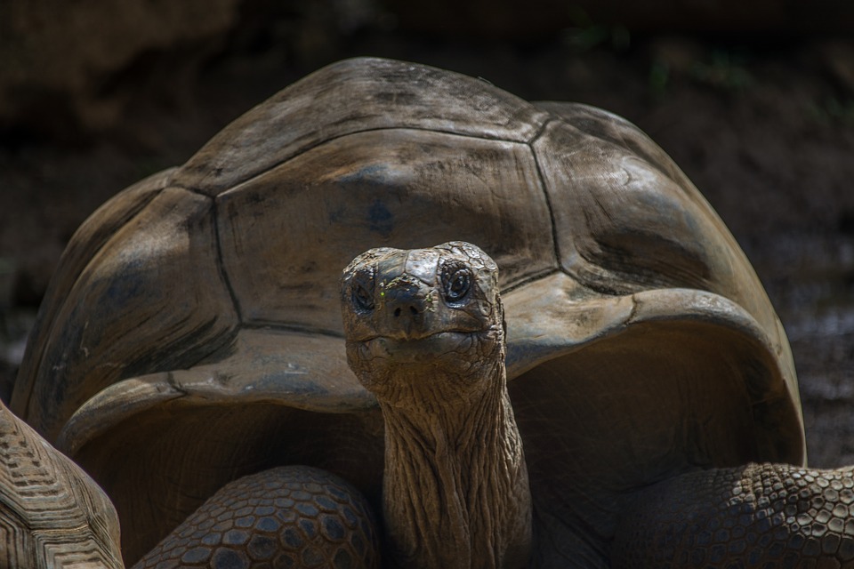 Carapace tortue terrestre faite à l'imprimante 3D